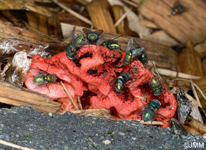 Clathrus ruber