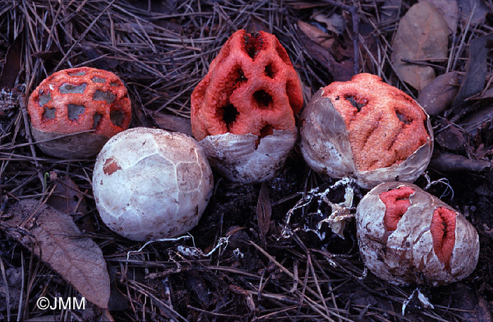 Clathrus ruber 