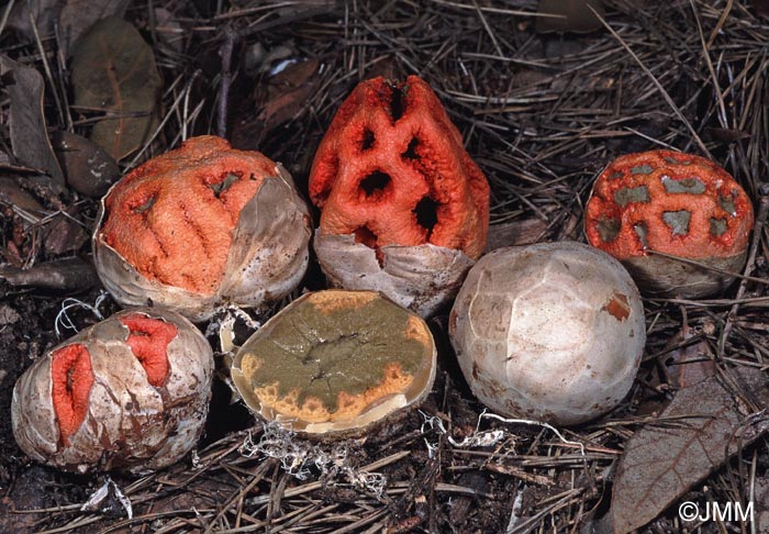 Clathrus ruber