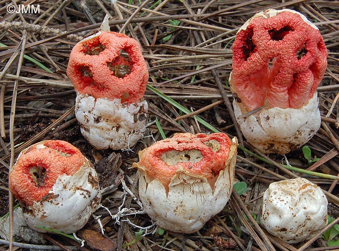 Clathrus ruber