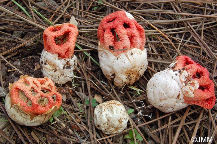 Clathrus ruber