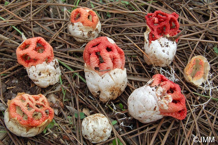 Clathrus ruber