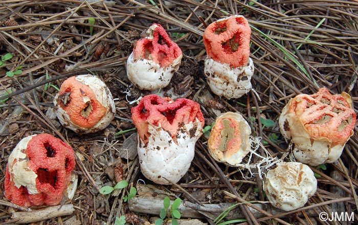 Clathrus ruber