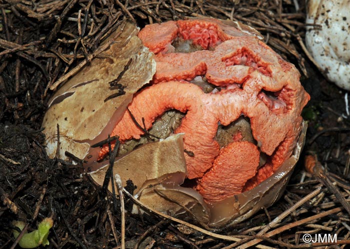 Clathrus ruber