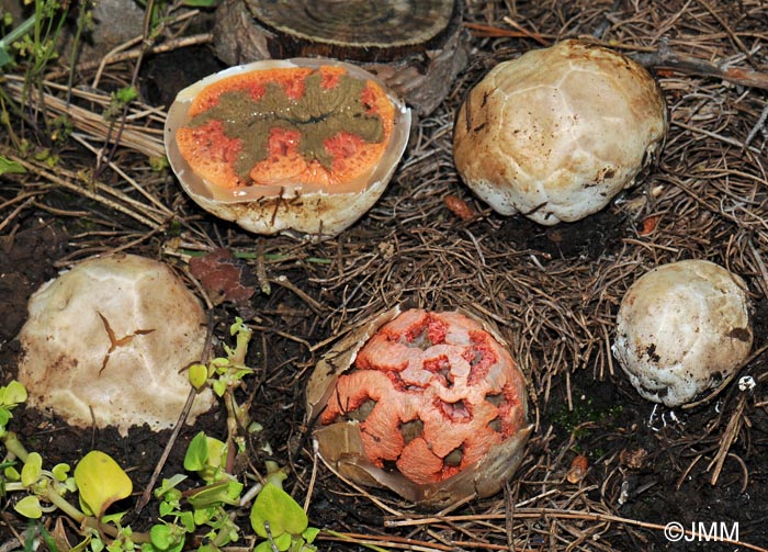 Clathrus ruber