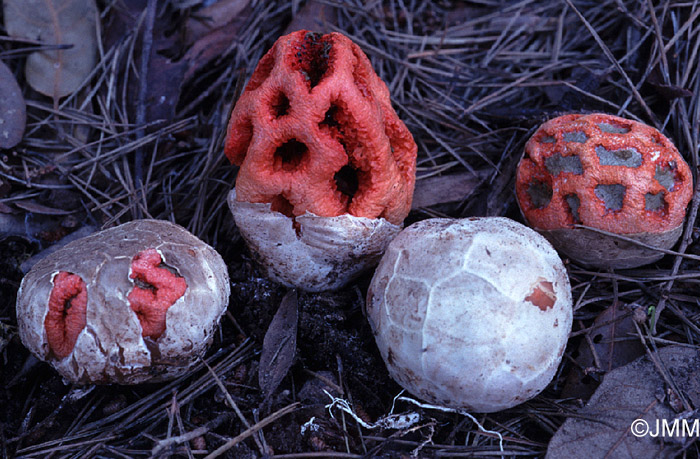 Clathrus ruber