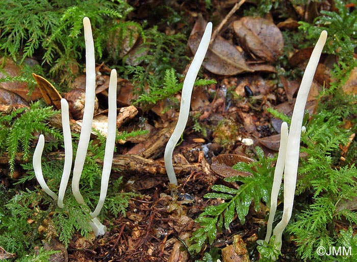 Clavaria acuta