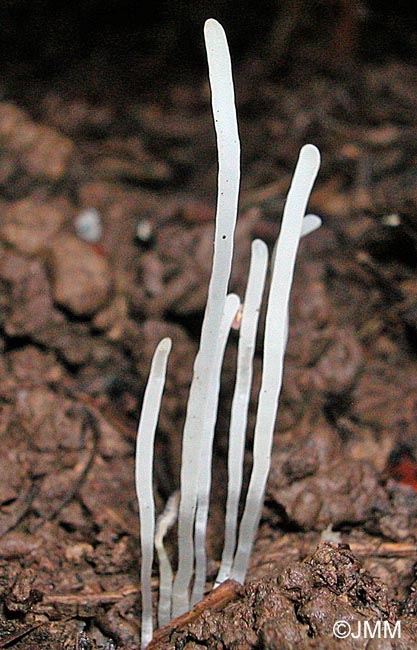 Clavaria acuta