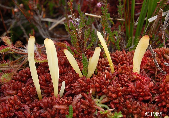 Clavaria argillacea var. sphagnicola