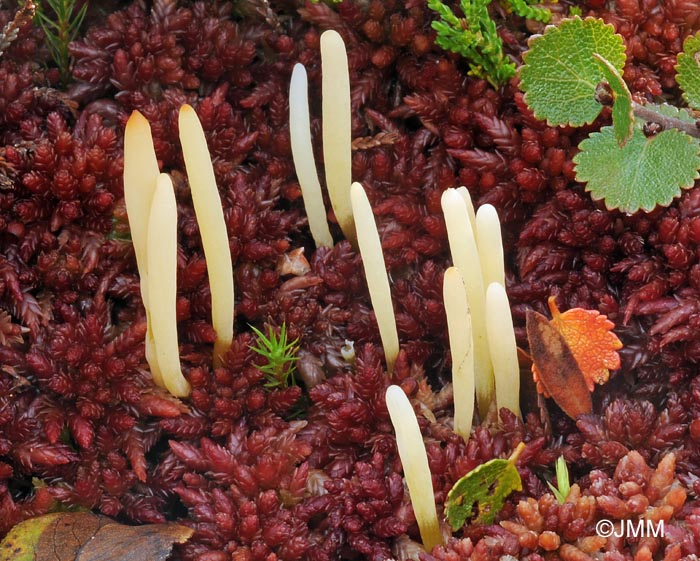 Clavaria argillacea var. sphagnicola
