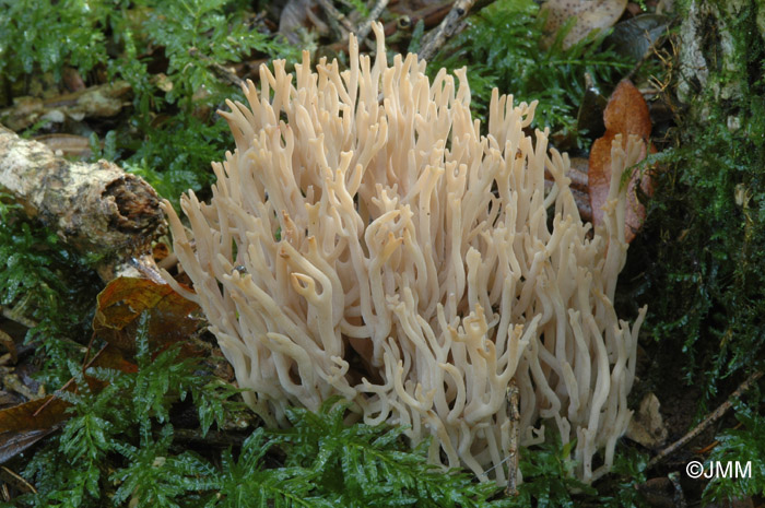 Clavulinopsis cinereoides