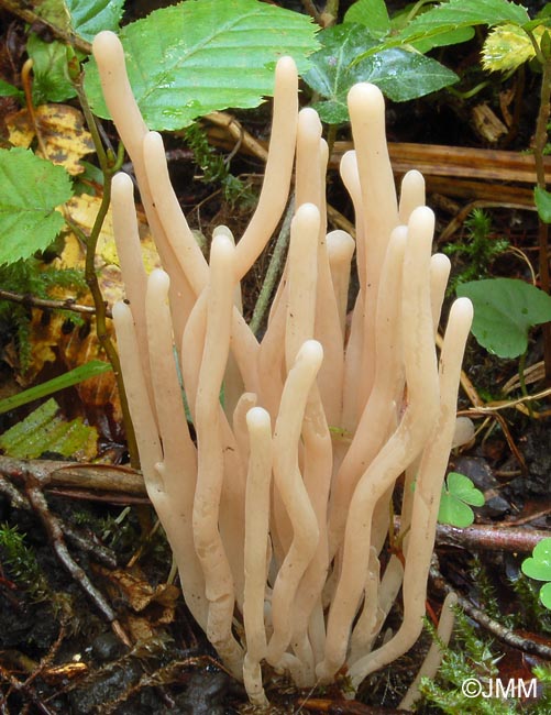 Clavaria fumosa