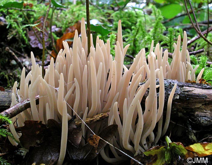 Clavaria fumosa