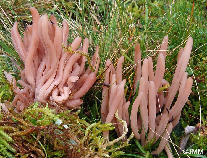 Clavaria fumosa