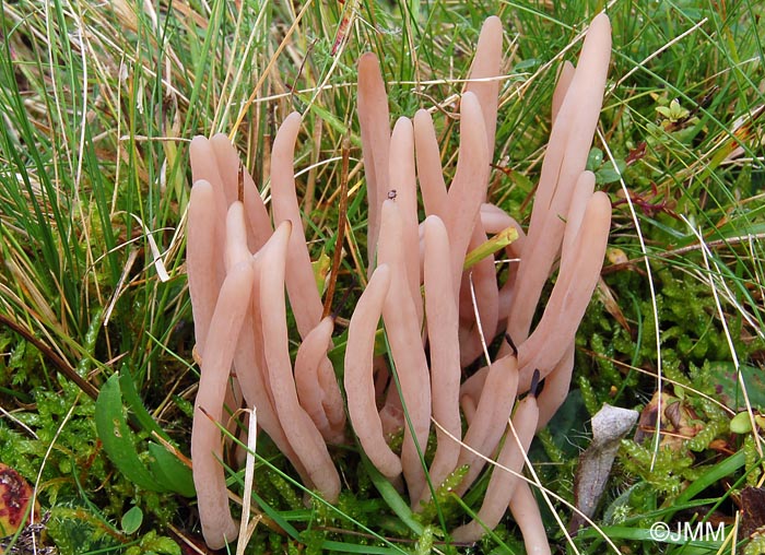 Clavaria fumosa