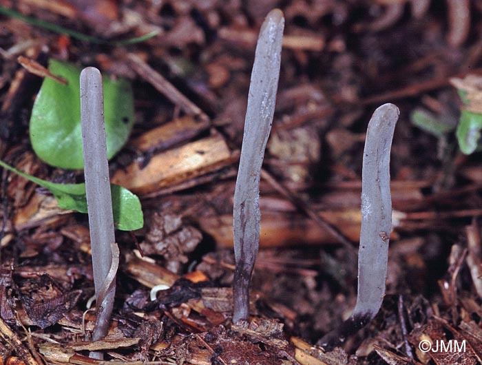 Clavaria greletii