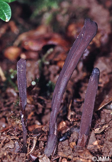 Clavaria greletii