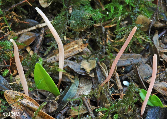 Clavaria incarnata