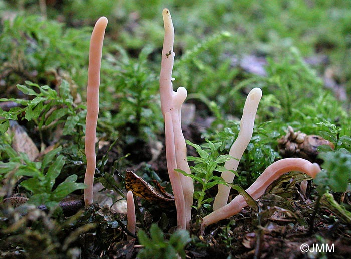 Clavaria incarnata