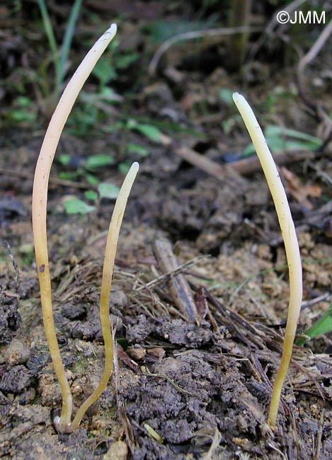 Clavaria straminea