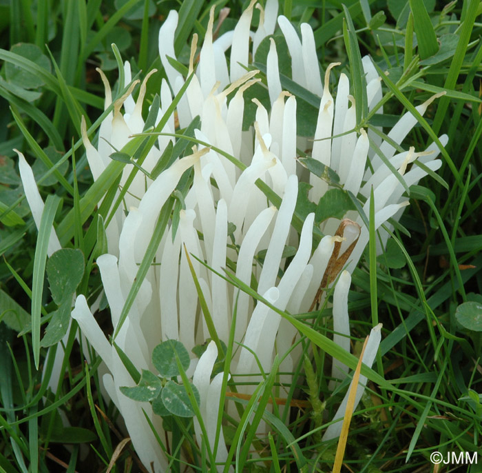 Clavaria vermicularis