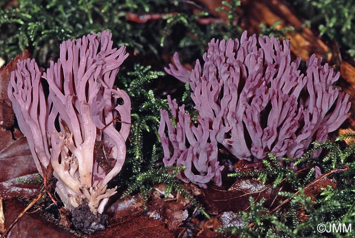 Clavaria zollingeri