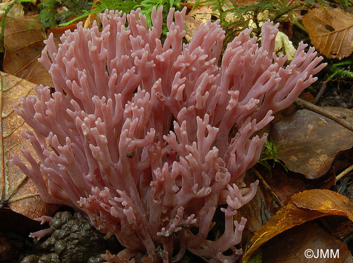 Clavaria zollingeri 