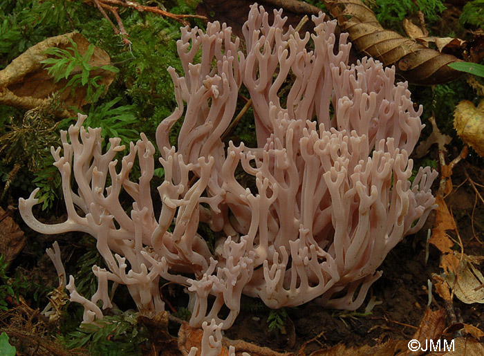 Clavaria zollingeri