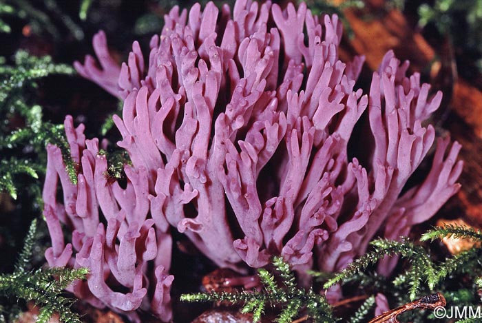 Clavaria zollingeri