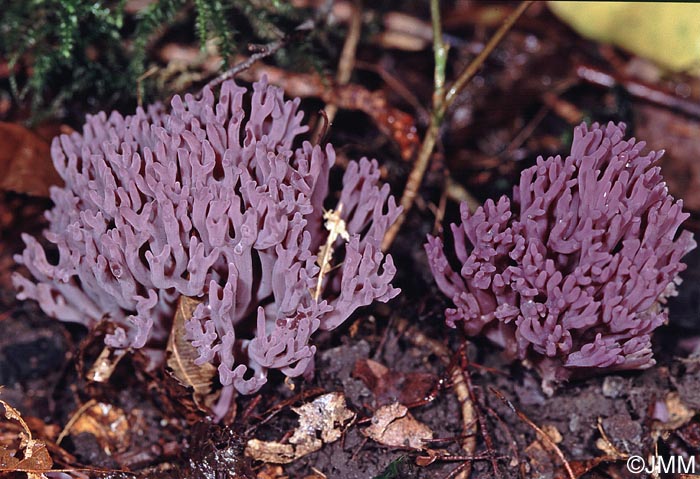 Clavaria zollingeri