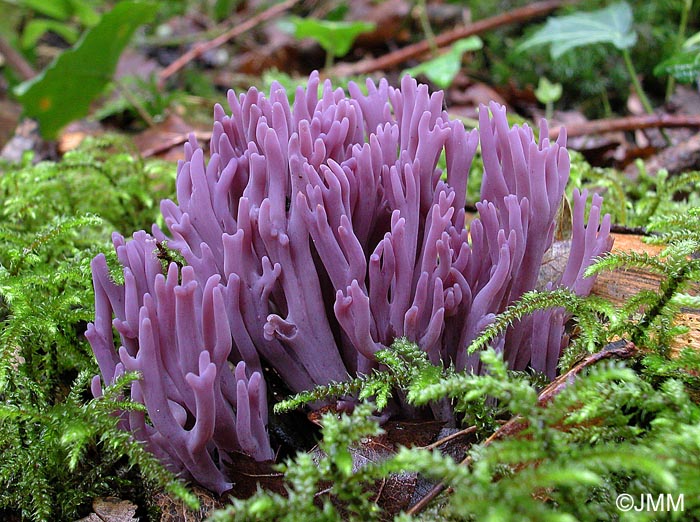 Clavaria zollingeri