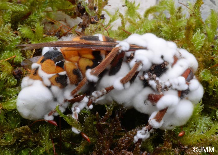 Cordyceps bassiana = Beauveria bassiana