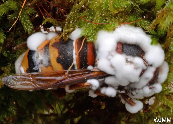 Cordyceps bassiana = Beauveria bassiana