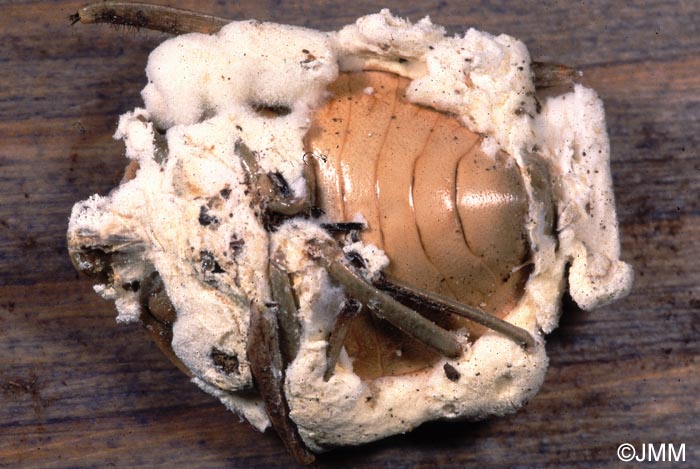 Cordyceps bassiana = Beauveria bassiana