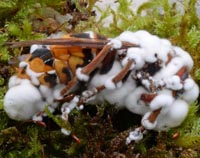 Cordyceps bassiana = Beauveria bassiana