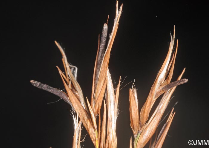 Claviceps microcephala sur Phragmites australis