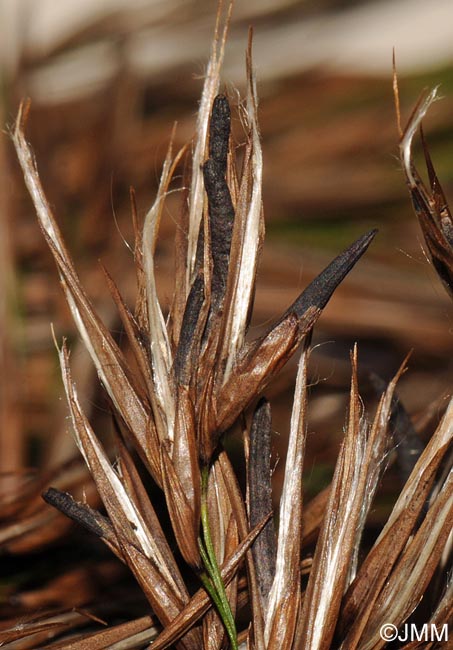 Claviceps microcephala sur Phragmites australis