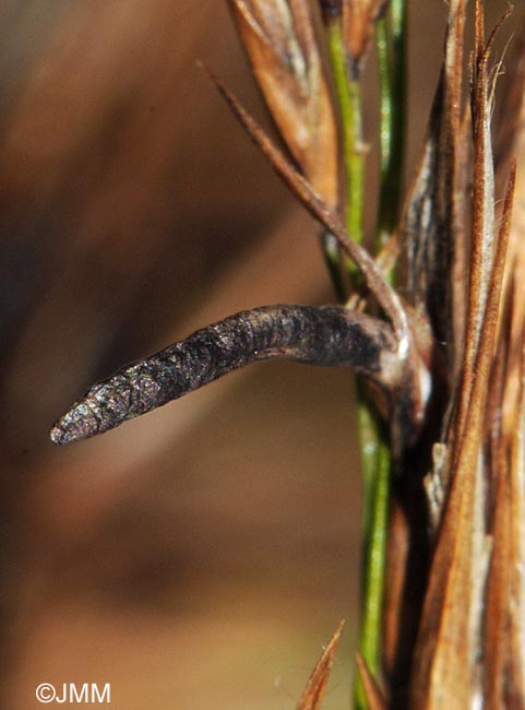 Claviceps microcephala sur Phragmites australis