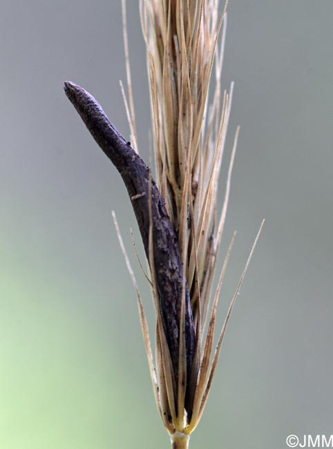 Claviceps microcephala