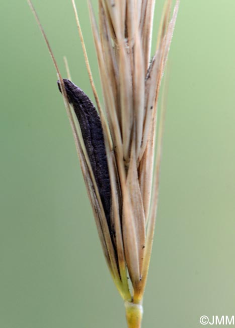 Claviceps microcephala