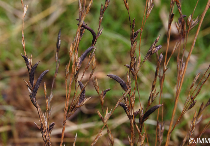 Claviceps microcephala : ergot