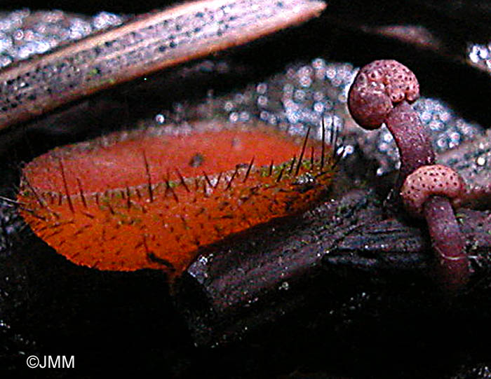 Claviceps microcephala & Scutellinia crinita