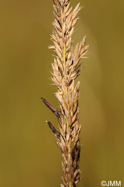 Claviceps microcephala sur Calamagrostis stricta