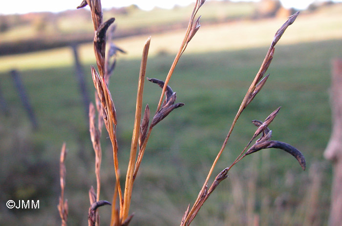 Claviceps microcephala : ergot