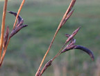 Claviceps microcephala