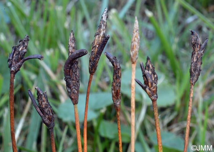 Claviceps nigricans