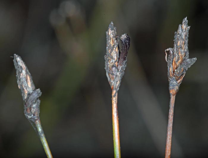 Claviceps nigricans