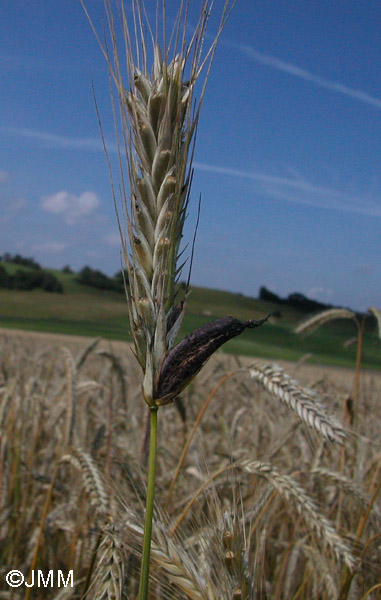 Claviceps purpurea : ergot