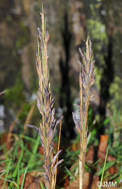 Claviceps purpurea var. spartinae