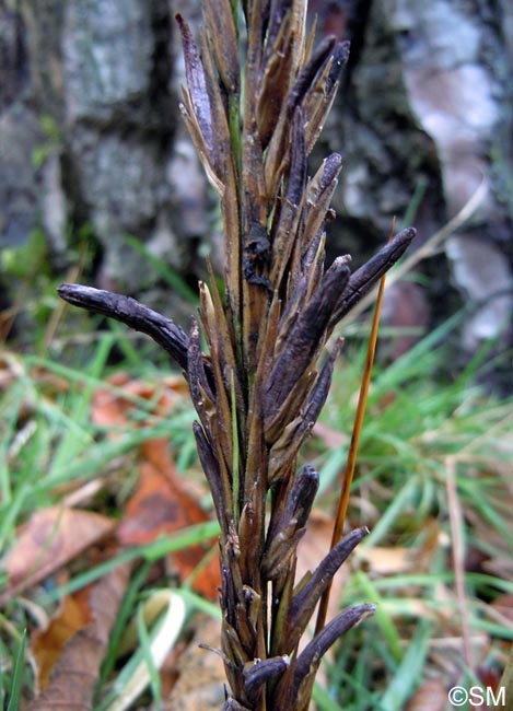 Claviceps purpurea var. spartinae